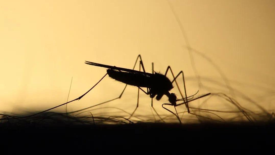 为什么穿黑色衣服更容易被蚊子叮？科学家揭秘蚊子的选秀偏好