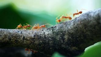 为什么蚂蚁搬家会下雨？蚂蚁是如何感知天气变化的？