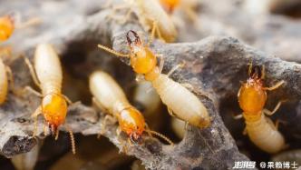 白蚁和蚂蚁是亲戚吗？如何区分白蚁和蚂蚁？