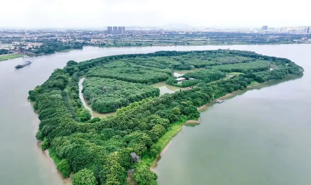 首个全国生态日,一起来看佛山最美江心岛_澎湃号·政务_澎湃新闻-the