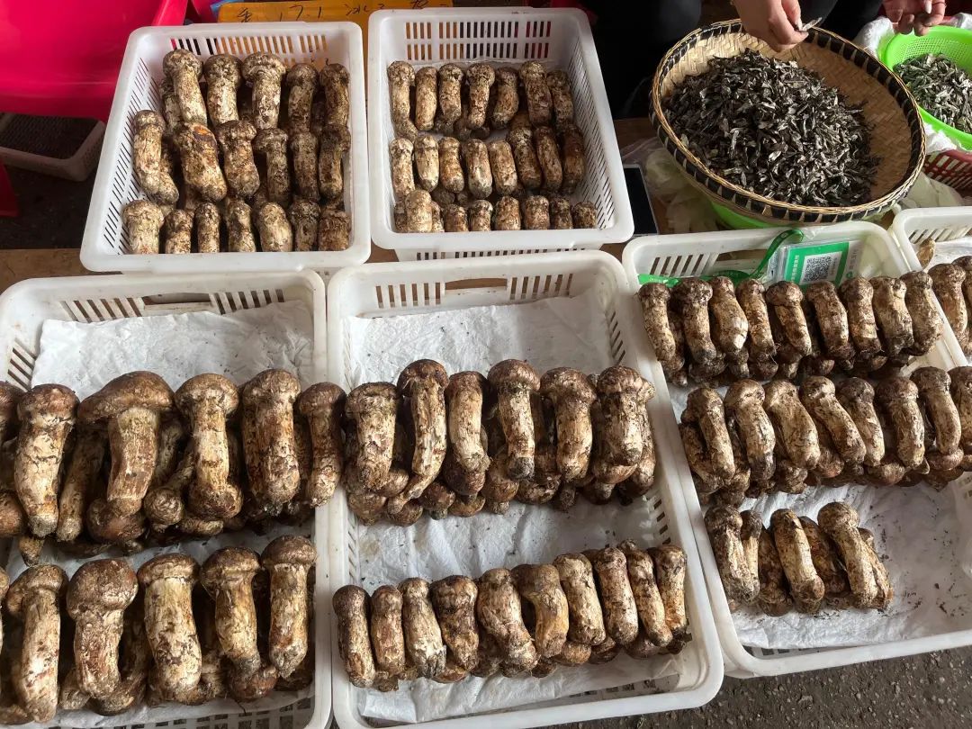 大量上市，价格跳水！昆明迎来……