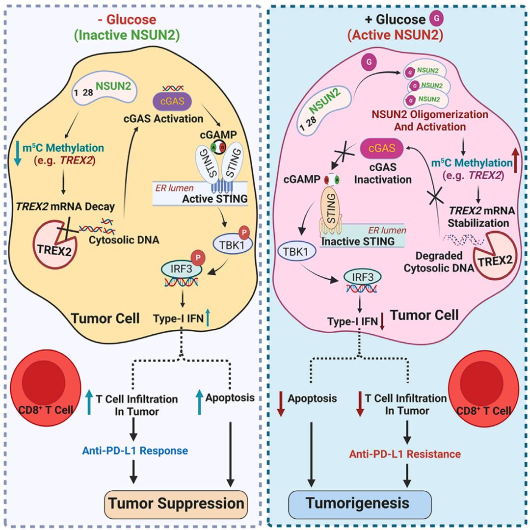 《细胞·代谢》:糖竟能直接促癌