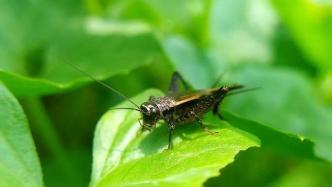 蟋蟀是靠什么发出鸣叫声的？不是嘴巴而是翅膀