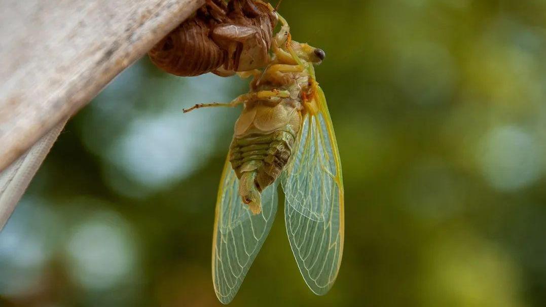 蝉只能活一个夏天吗？蝉的寿命有多长？