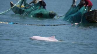 中华白海豚：如果注定灭绝，为什么还要保护？