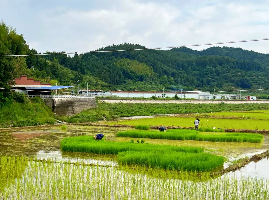 粮食安全 | 平湖:晚稻插秧正当时 田间地头披“新绿”_澎湃号·政务_澎湃新闻-The Paper