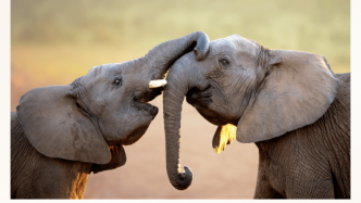 2023世界大象日对话圆满开展，嘉宾共话“让自然保护与绿色发展协同增效”