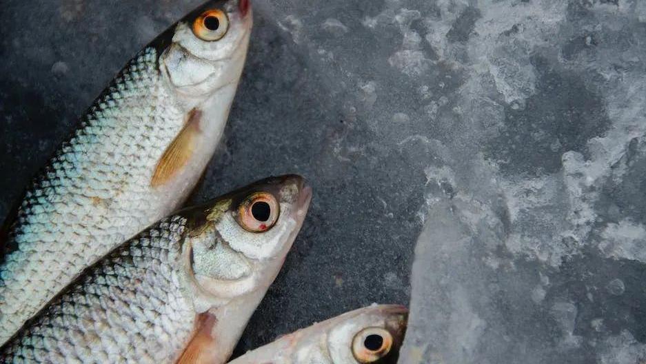 鱼的腥味从何而来？不同鱼类的腥味差异及其原因分析