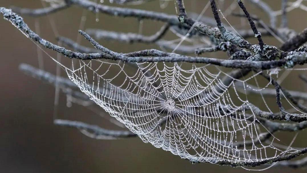 蜘蛛织网的奥秘：它们用什么织网？它们怎样织网？