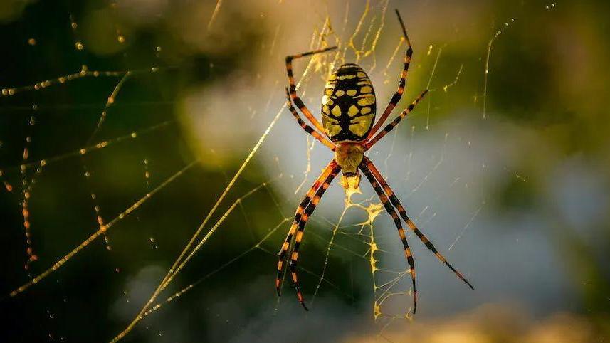 区分蜘蛛和昆虫：生物分类学上有何不同？生命周期有何差异？