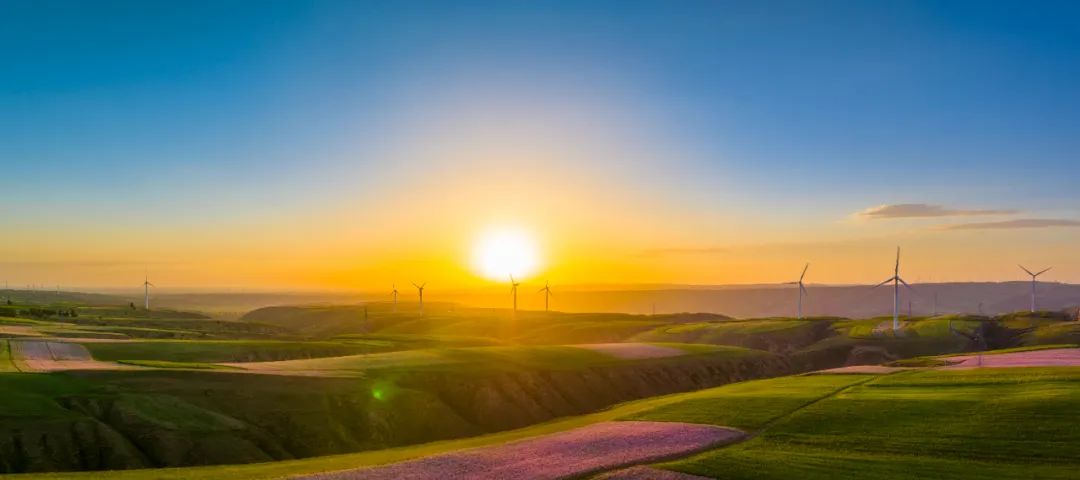 定边:壮美白于山 花海迎客来