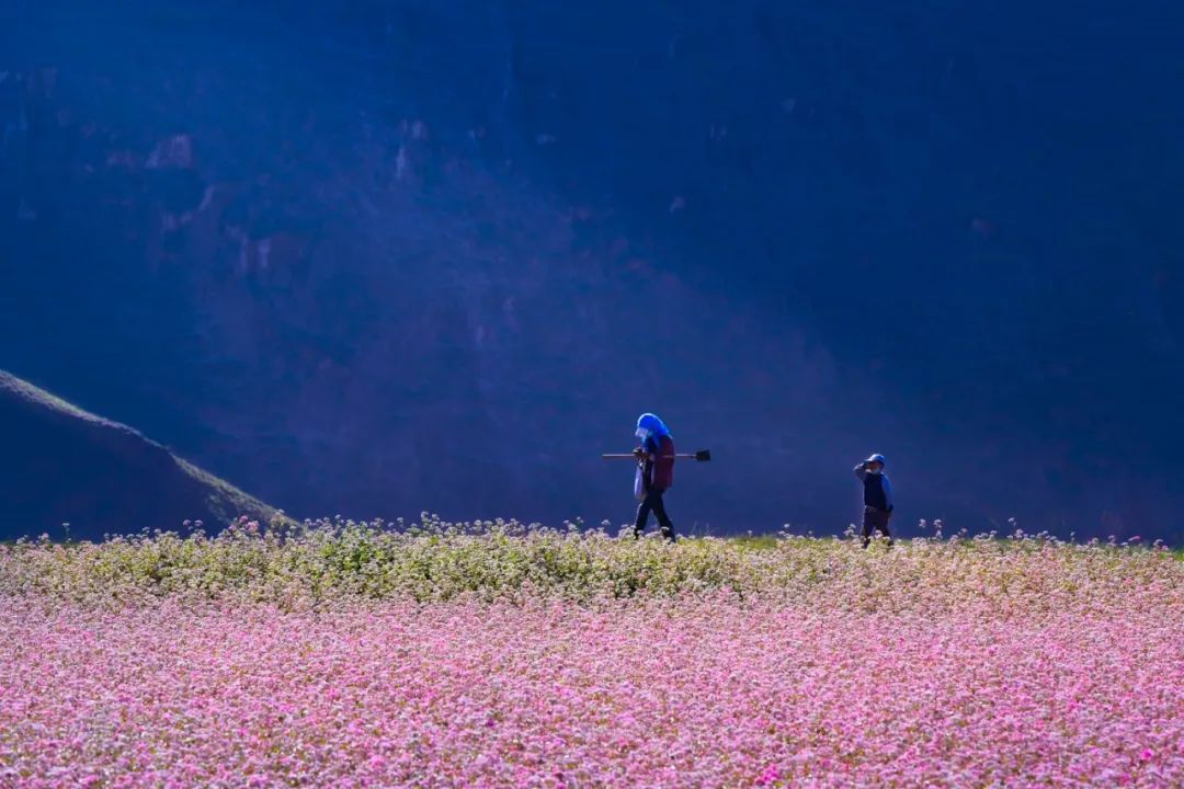 定边:壮美白于山 花海迎客来