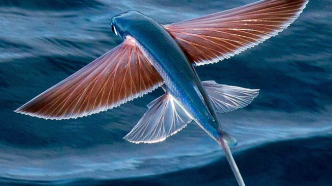海里的“飞鱼”真的会飞吗？它们为什么要“飞出”水面？