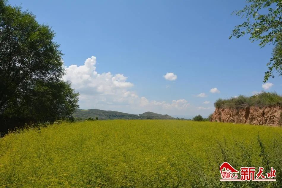 三抓三促·基层调研 | 武山县山丹镇:柴胡种植引领群众走上致富路