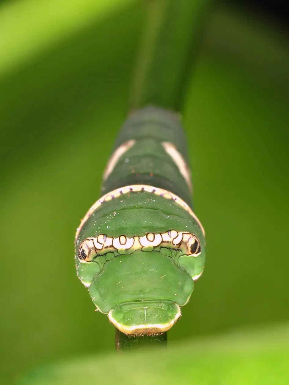右滑:凤蝶幼虫 绿尾大蚕蛾 马蜂 蜻蜓我一直觉得昆虫有感情,亦有智慧.