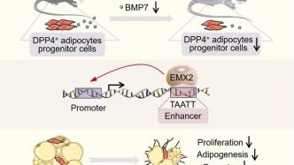 Life Med | 马欣然/徐凌燕/王计秋揭示脂肪衰老干预新靶点