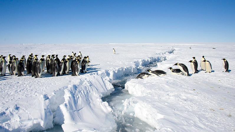 南极加速融化，研究：已有上万只小皇帝企鹅死亡