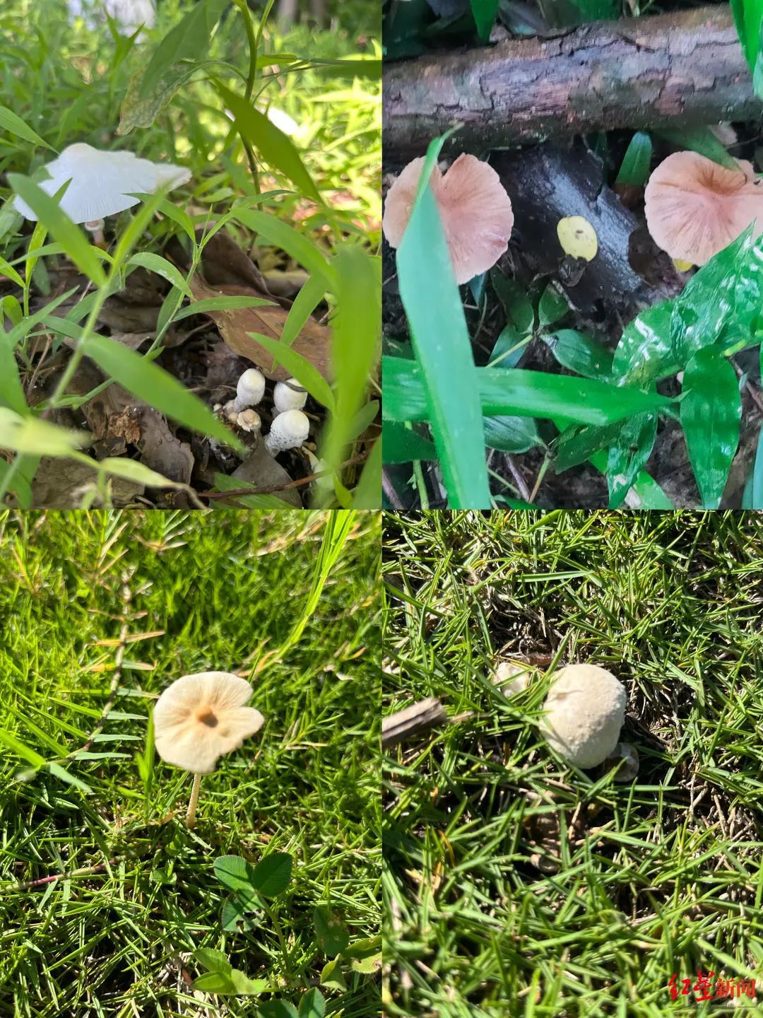 青龙湖湿地公园树林里找到的菌环柄菇类马勃雪白鬼伞以及丝盖伞