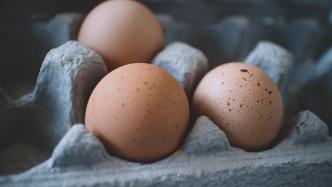 一天到底能吃几个鸡蛋？土鸡蛋真的更有营养吗？