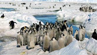南极洲帝企鹅幼仔大量死亡，如何拯救这些美丽的企鹅？