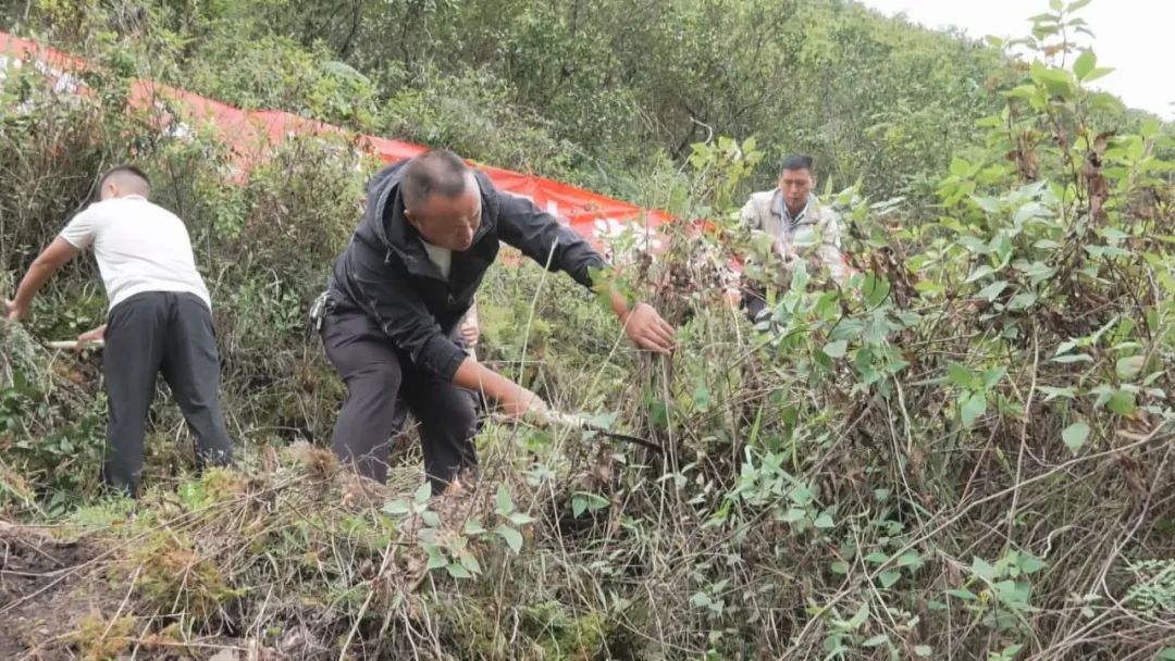 泽兰的经验,给我们很大的启发,他们现在采用的种植白刺花,还有蜂糖李