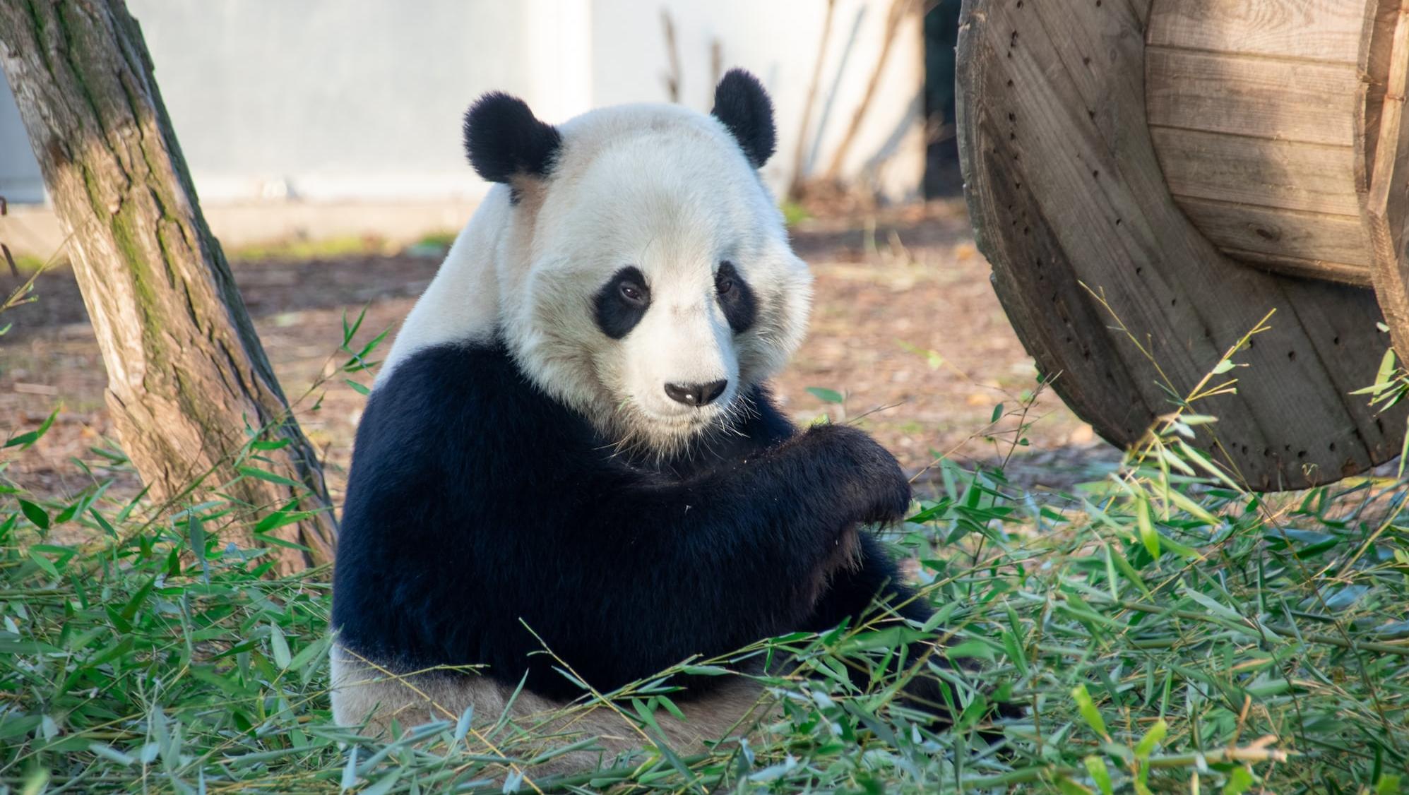 游客私自投喂竹笋花生，可能会对大熊猫造成哪些伤害？