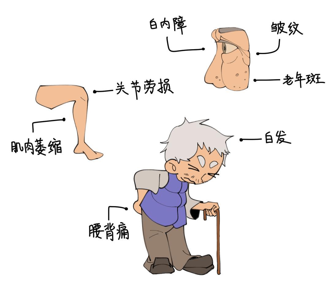 【科普面对面】一种生物学年龄评价指标——衰弱指数