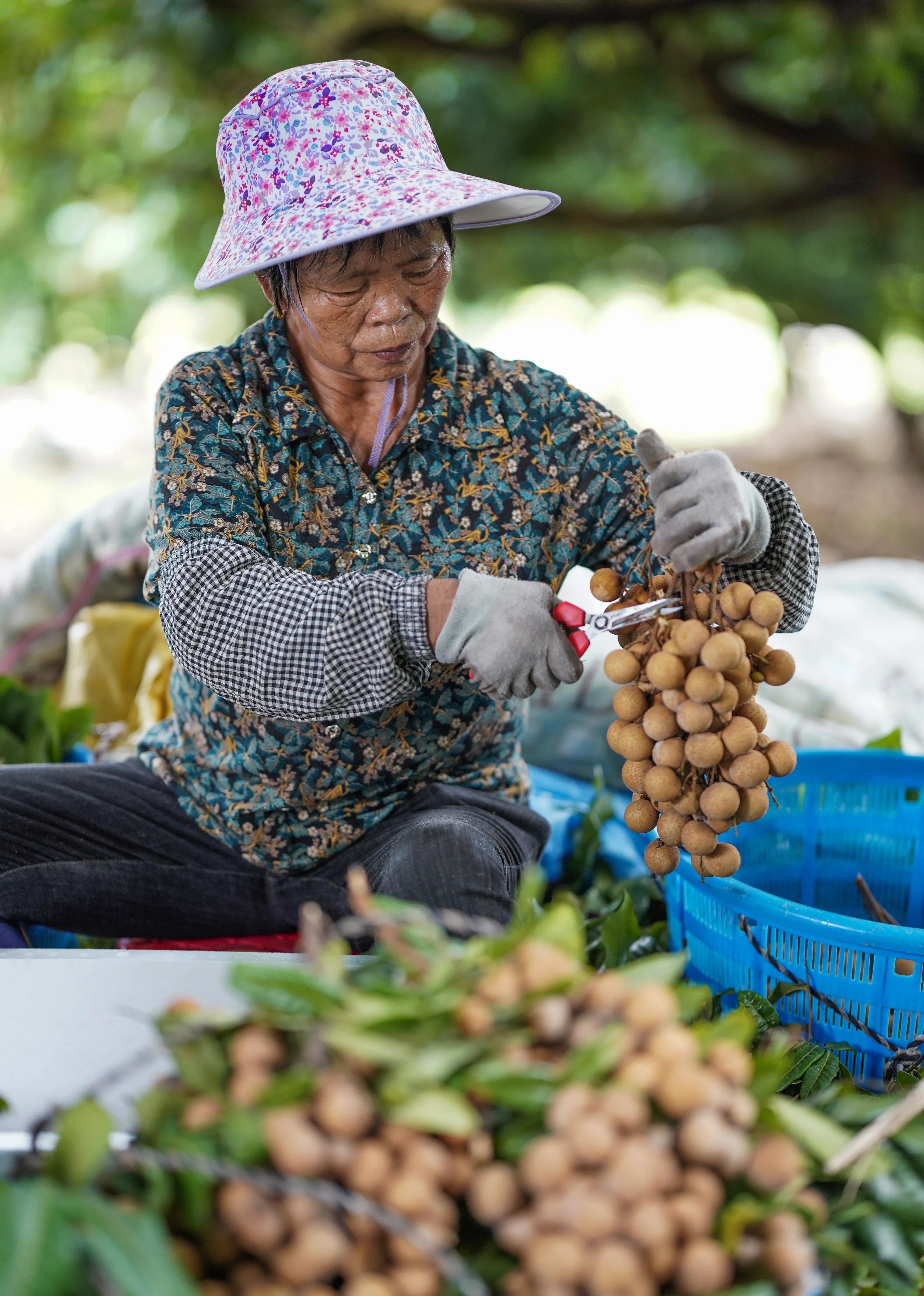 厦门同安区"龙眼采摘节"即将火热开幕!