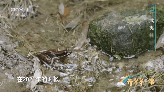正天下武夷正山小种_武夷山夜场新闻资讯_南平武夷新闻