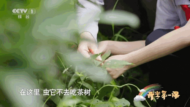 正天下武夷正山小种_南平武夷新闻_武夷山夜场新闻资讯