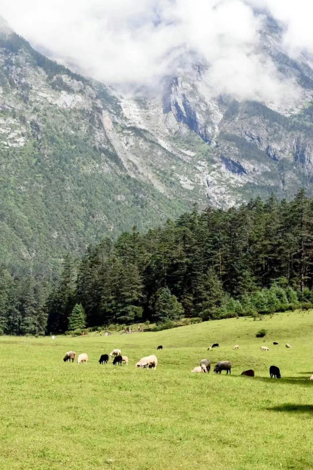 乐享云南 | 美景·丽江云杉坪