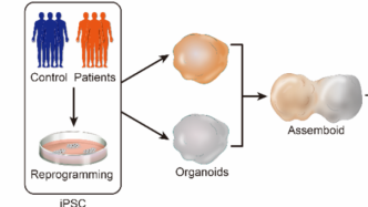 Life Med观点｜人脑类器官组装体：研究神经环路的人源性模型