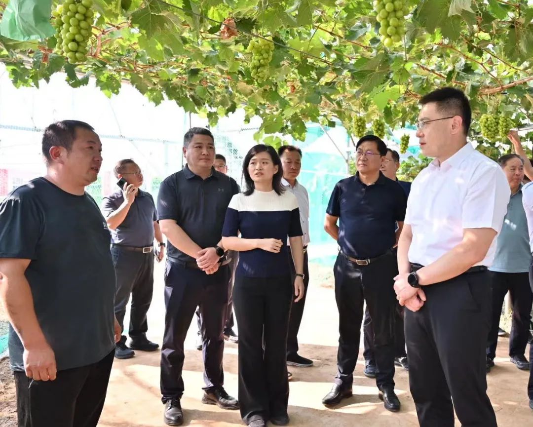王智一行先后到青要山镇圪塔村供排水一体化项目,纸房村万吨食用菌