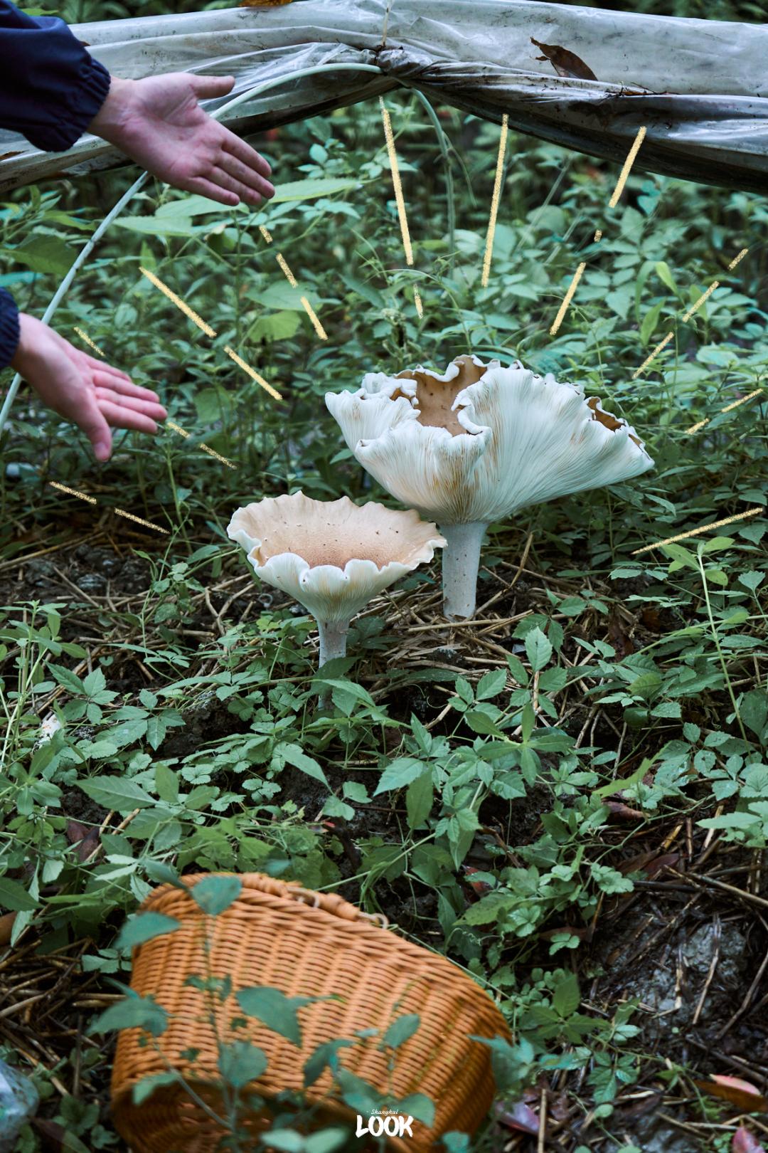 上海野生菌采集蘑菇记录2023·4 - 知乎