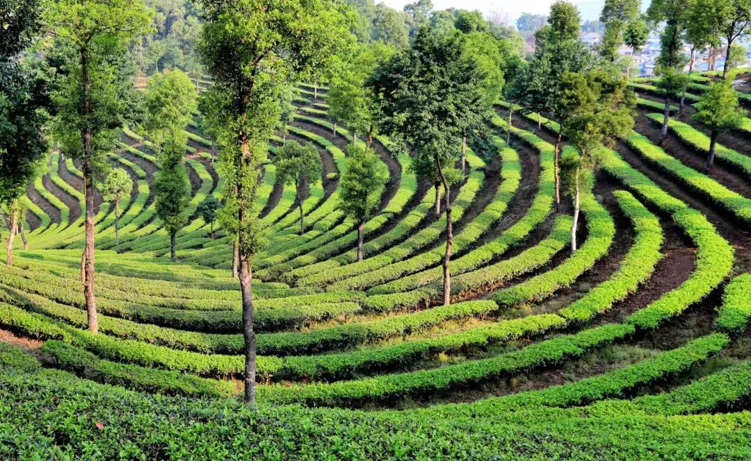 走基层 看振兴丨孟连县:绿水青山茶飘香 产业助农增收益