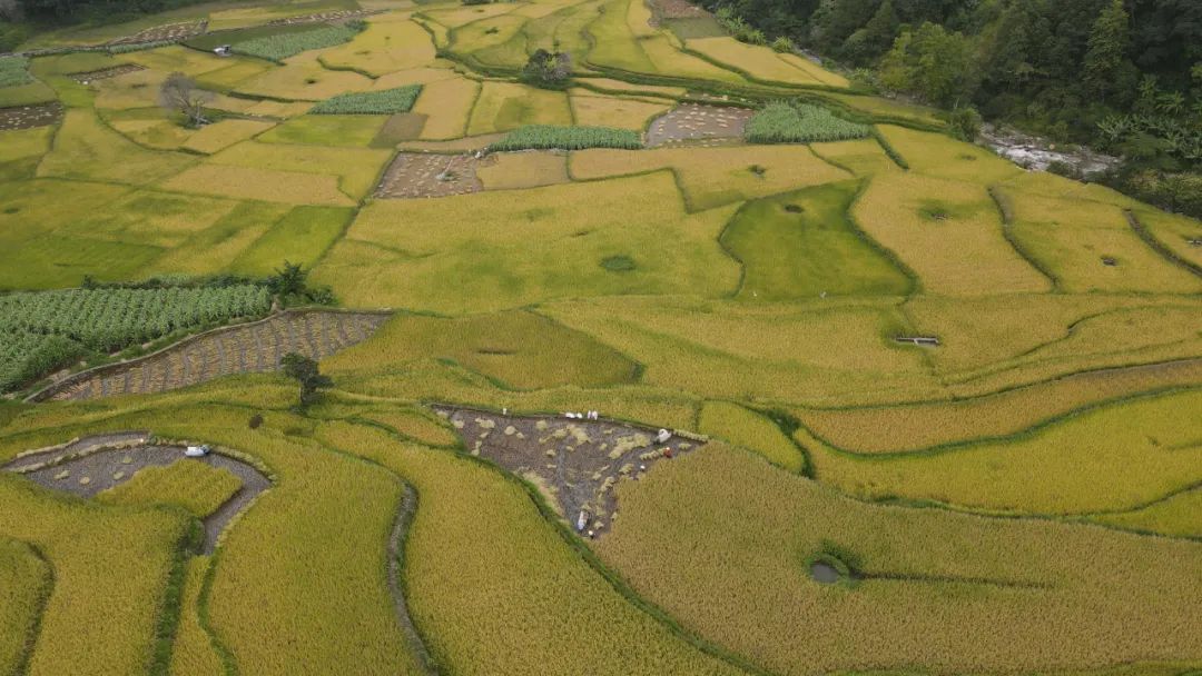 牛角寨镇:创新产业发展模式,聚力打造富美"牛"镇_澎湃号·媒体_澎湃