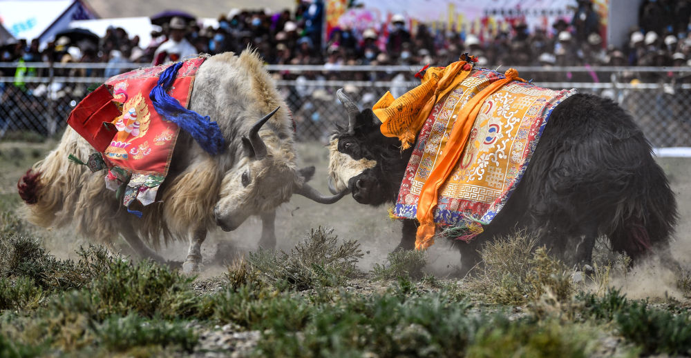 西藏白朗县举行牦牛斗牛比赛_澎湃号·政务_澎湃新闻-the paper