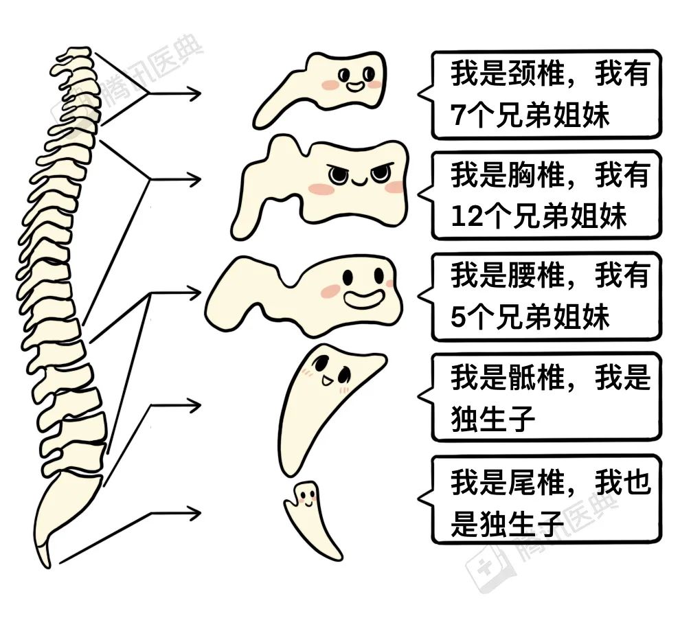 人体脊柱有多少块图片