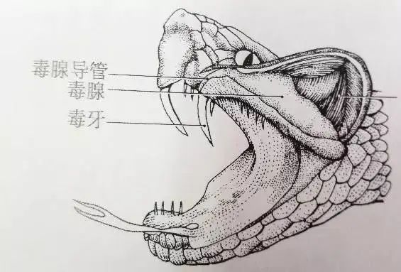 毒蛇及蛇伤救治》蛇的毒牙可以长在上颌前端,如眼镜蛇科,蝰科和海蛇科