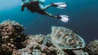拯救珊瑚礁迫在眉睫，澳洲科学家提出新的珊瑚礁修复方案