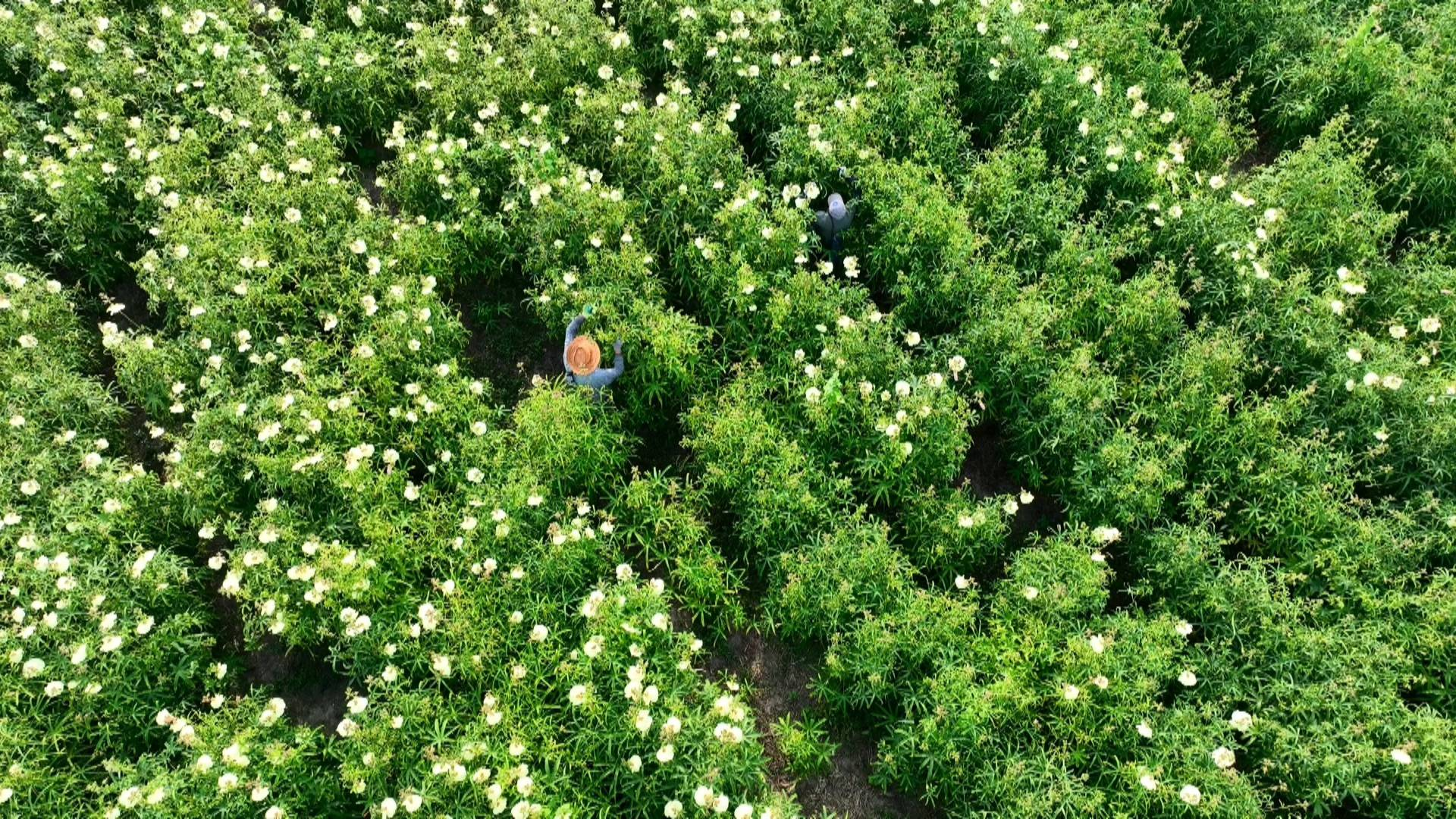 受技术和效益的影响,以前在姜堰,黄蜀葵种植并不多见.