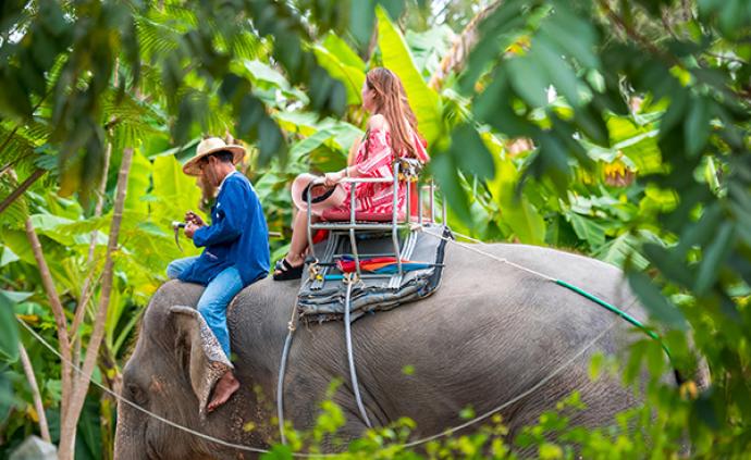 世界大象日：中国游客在泰国骑大象人数下降