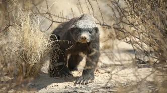 為什么動(dòng)物園看不到蜜獾？挖洞拔門(mén)栓利用工具翻墻頭，它總能出逃