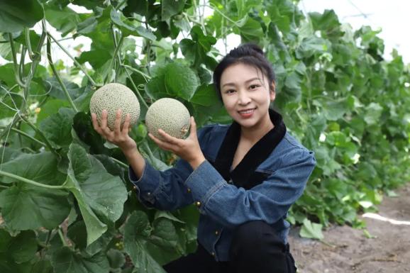 属于这个季节的"18度"甜!突泉县网纹瓜"甜蜜"上市