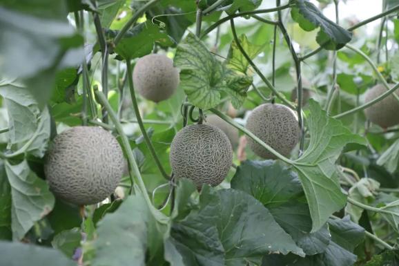 属于这个季节的"18度"甜!突泉县网纹瓜"甜蜜"上市