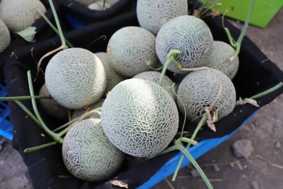 属于这个季节的"18度"甜!突泉县网纹瓜"甜蜜"上市