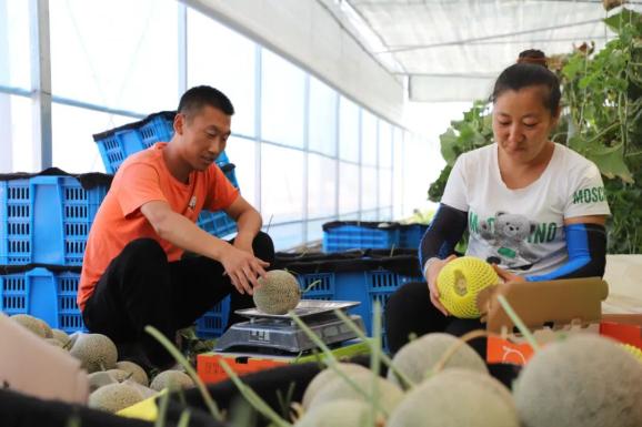 属于这个季节的"18度"甜!突泉县网纹瓜"甜蜜"上市