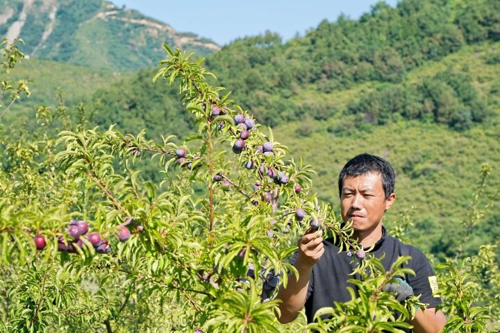 农村生活过的人,都知道一种野果——欧李