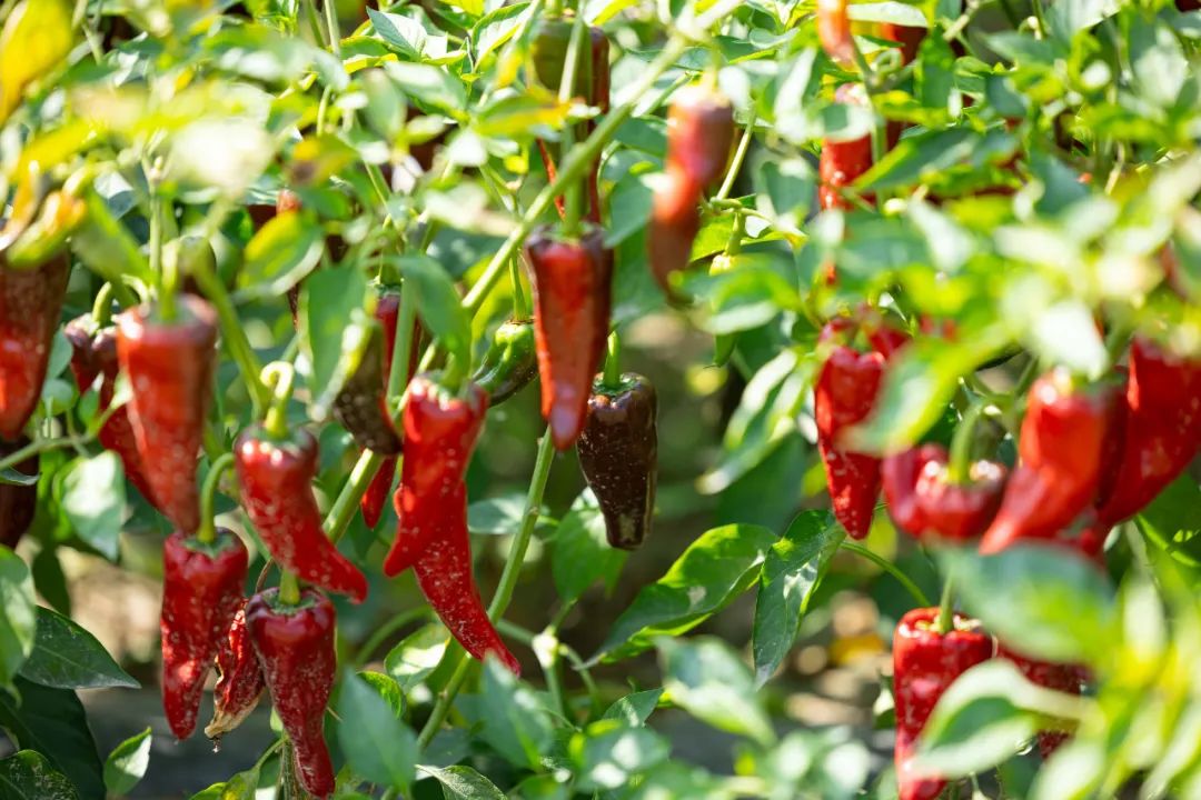 托克托县:千亩辣椒收获季 村民增收笑开颜_澎湃号·政务_澎湃新闻-the