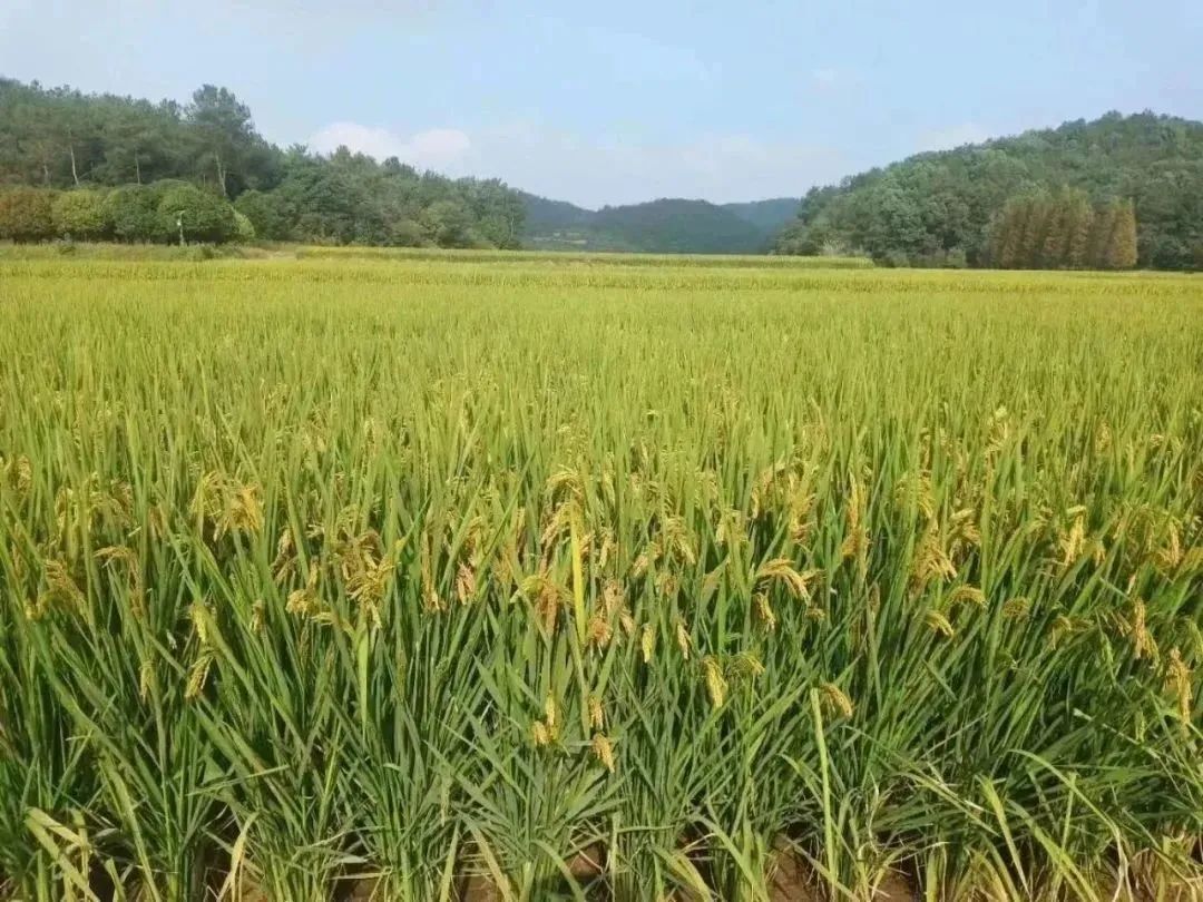 稻花香里说丰年,尝尝来自长三角的好味“稻”